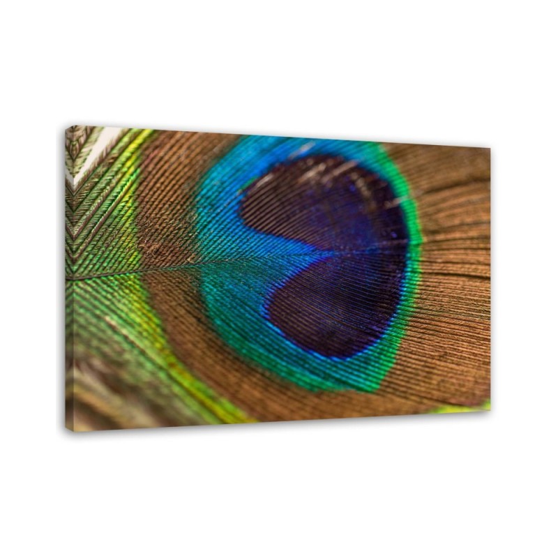 Leinwandbild - Das Auge des Pfaus | Feeby