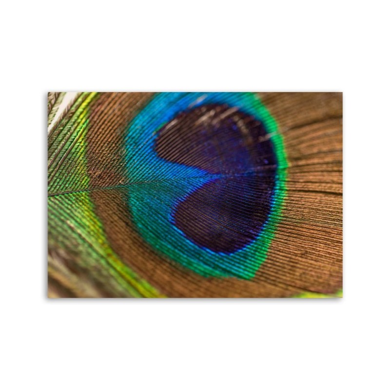 Leinwandbild - Das Auge des Pfaus | Feeby