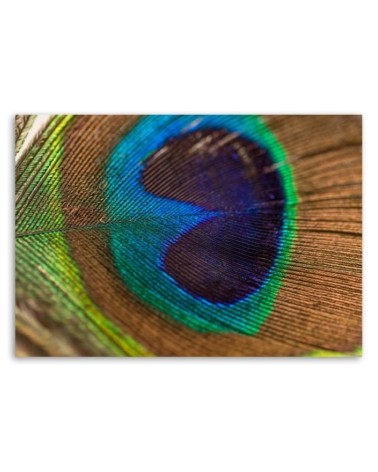 Leinwandbild - Das Auge des Pfaus | Feeby