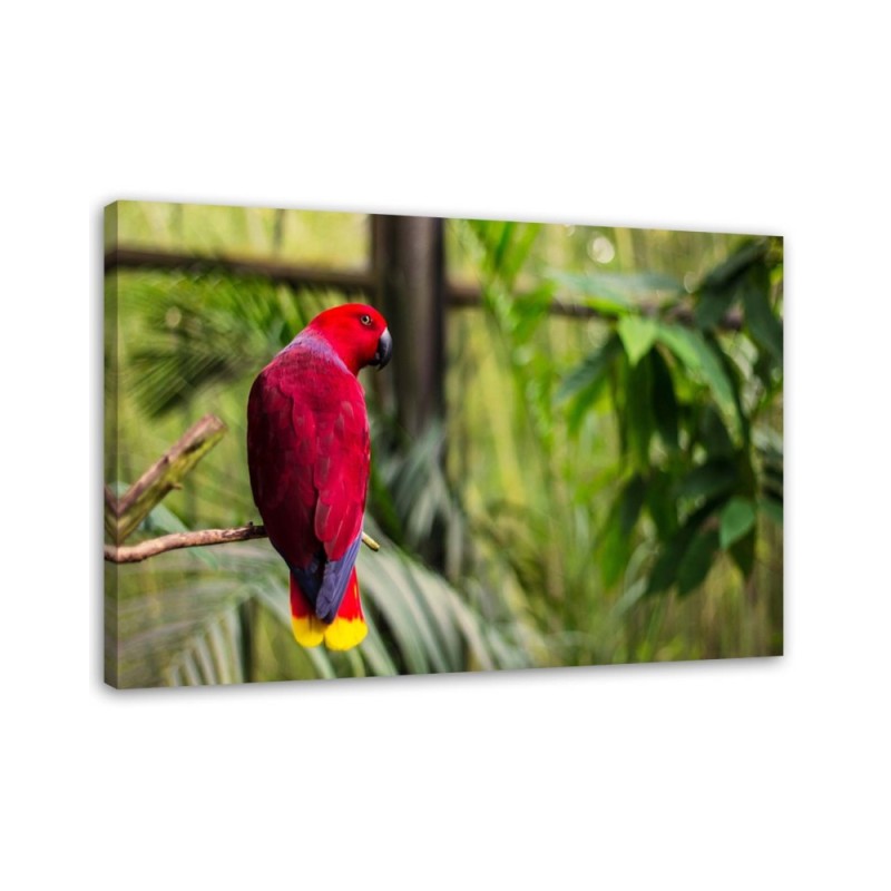 Leinwandbild - Paradies-Papagei | Feeby