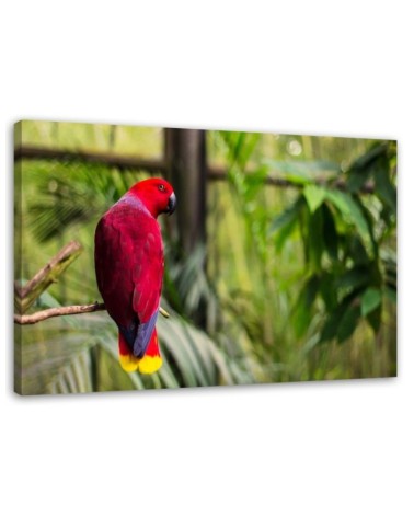 Leinwandbild - Paradies-Papagei | Feeby