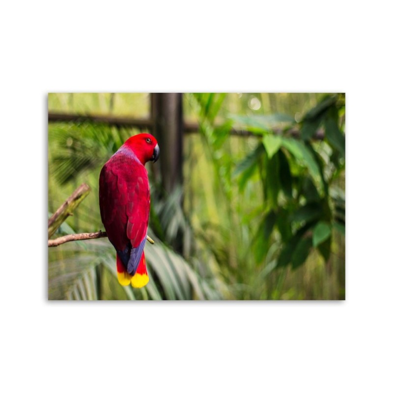 Leinwandbild - Paradies-Papagei | Feeby