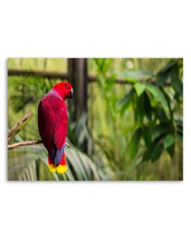Leinwandbild - Paradies-Papagei | Feeby