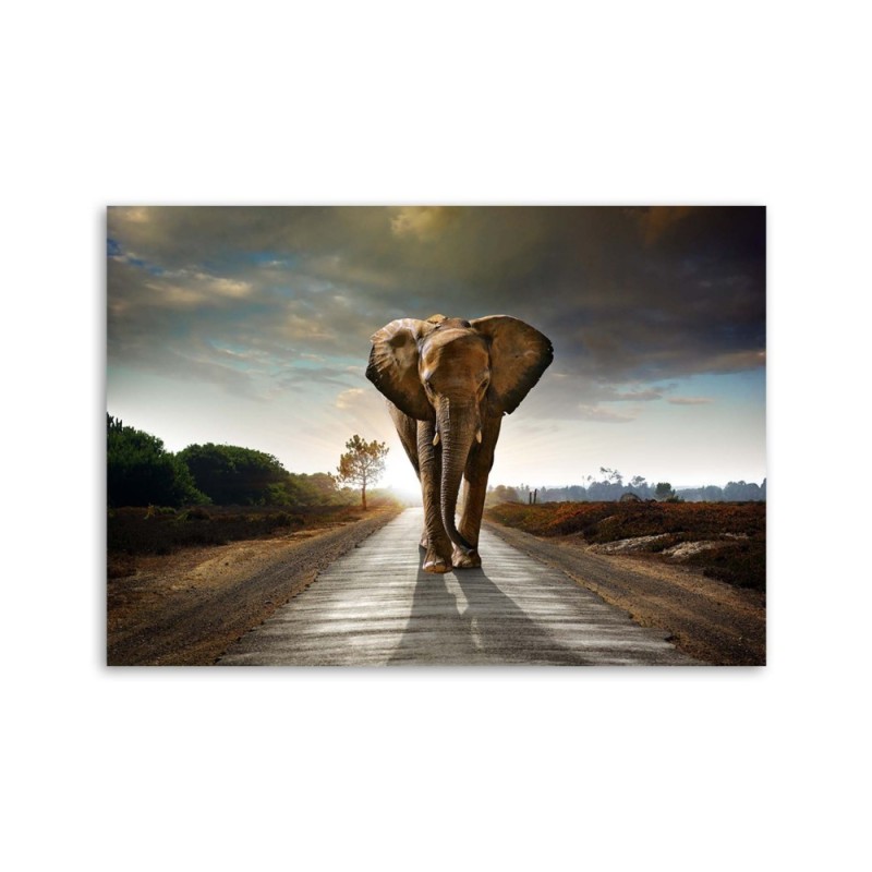 Bild auf Leinwand - Wandernder Elefant | Feeby