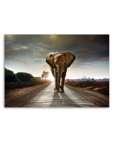 Bild auf Leinwand - Wandernder Elefant | Feeby