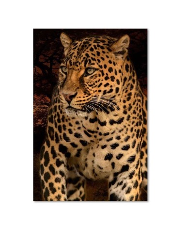 Bild - Fotografie eines Leoparden auf schwarzem Hintergrund | Feeby