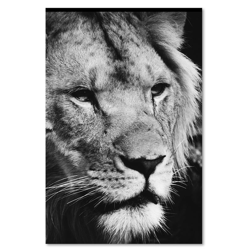 Dekoratives Leinwandbild - Schwarzer und weißer Löwe | Feeby