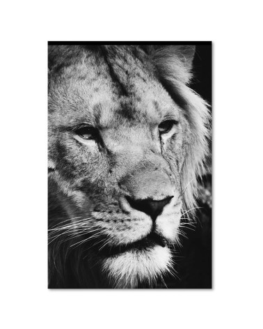 Dekoratives Leinwandbild - Schwarzer und weißer Löwe | Feeby
