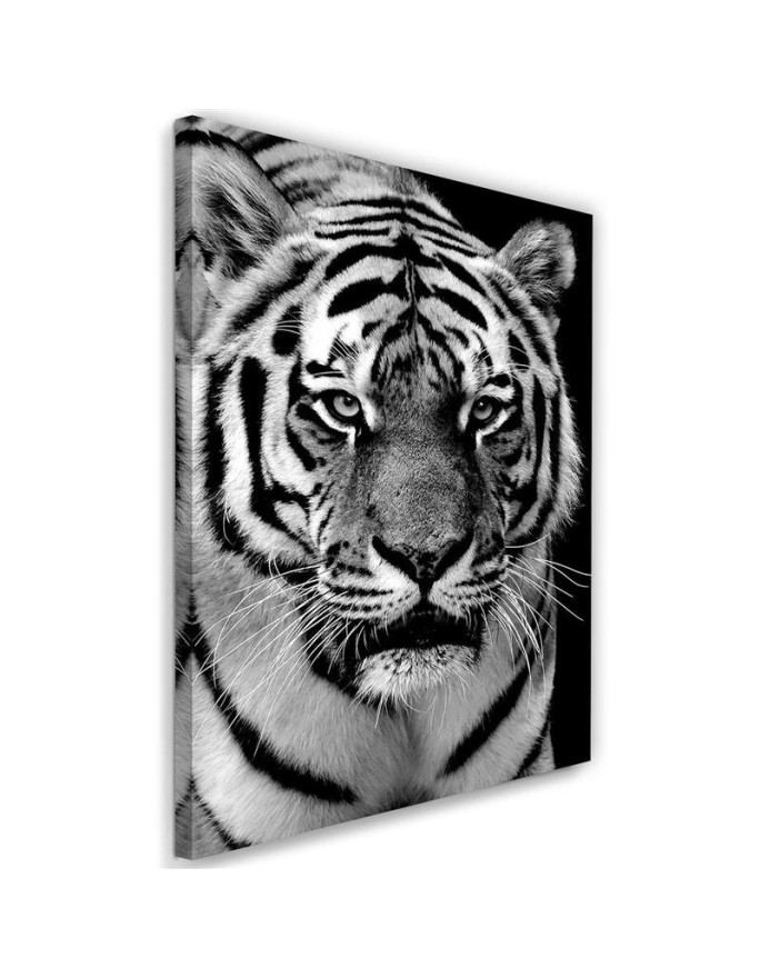 Leinwandbild - Schwarzer und weißer Tiger | Feeby
