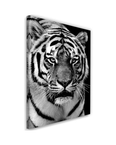 Leinwandbild - Schwarzer und weißer Tiger | Feeby