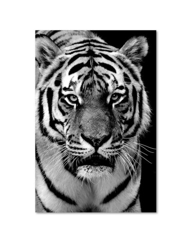 Leinwandbild - Schwarzer und weißer Tiger | Feeby