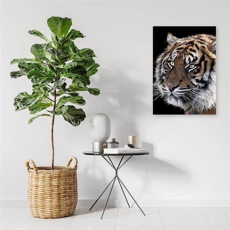 Modernes Wandbild - Tiger auf schwarzem Hintergrund | Feeby