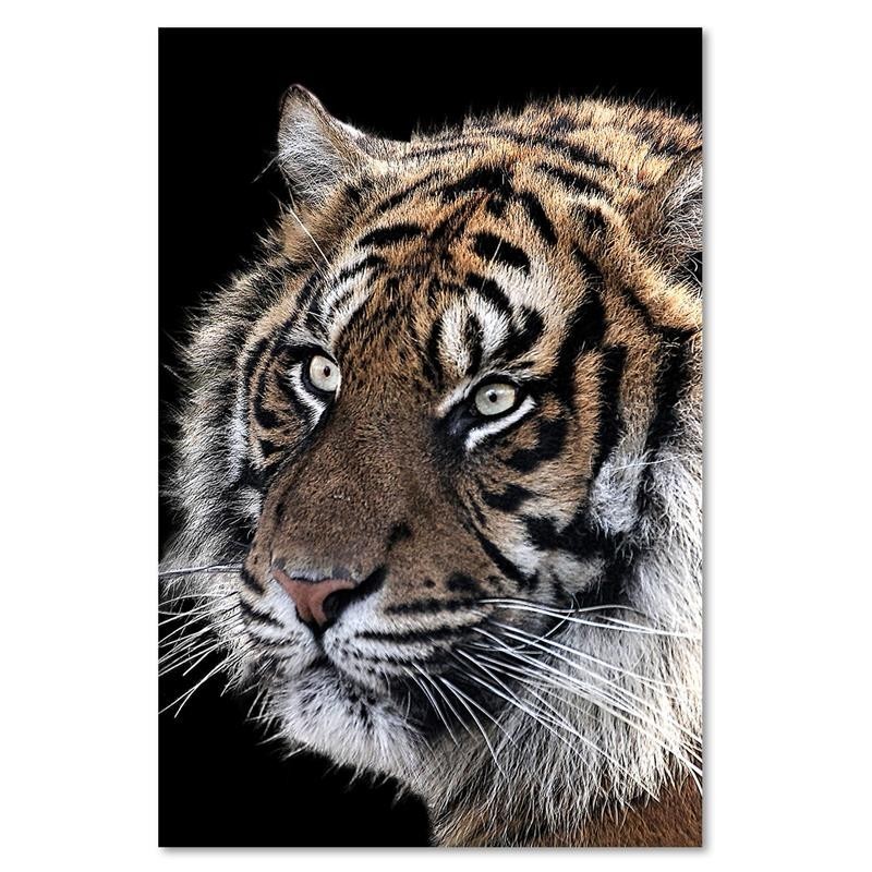Modernes Wandbild - Tiger auf schwarzem Hintergrund | Feeby