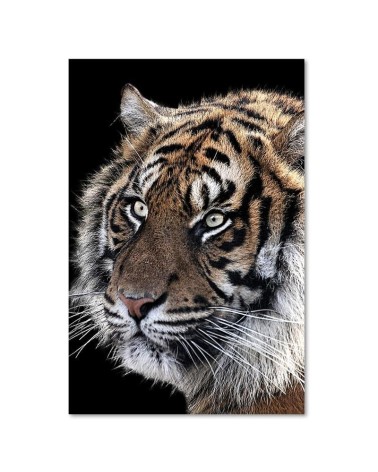 Modernes Wandbild - Tiger auf schwarzem Hintergrund | Feeby