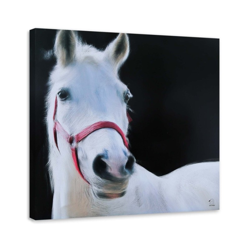 Bild auf Leinwand - Weißer Pferdekopf | Feeby
