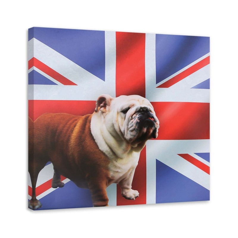 Bild - Englische Bulldogge vor einem Flaggenhintergrund | Feeby