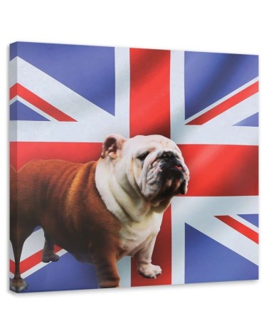 Bild - Englische Bulldogge vor einem Flaggenhintergrund | Feeby