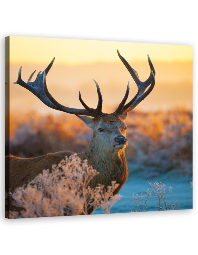 Bild auf Leinwand - Jeleń Sonnenaufgang | Feeby
