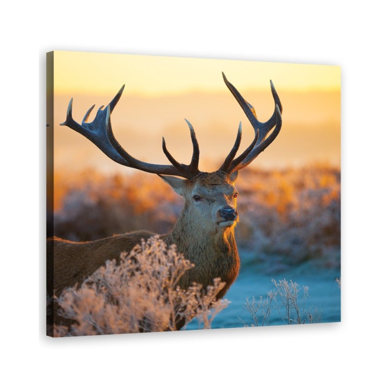 Bild auf Leinwand - Jeleń Sonnenaufgang | Feeby