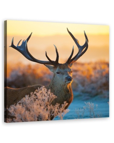Bild auf Leinwand - Jeleń Sonnenaufgang | Feeby