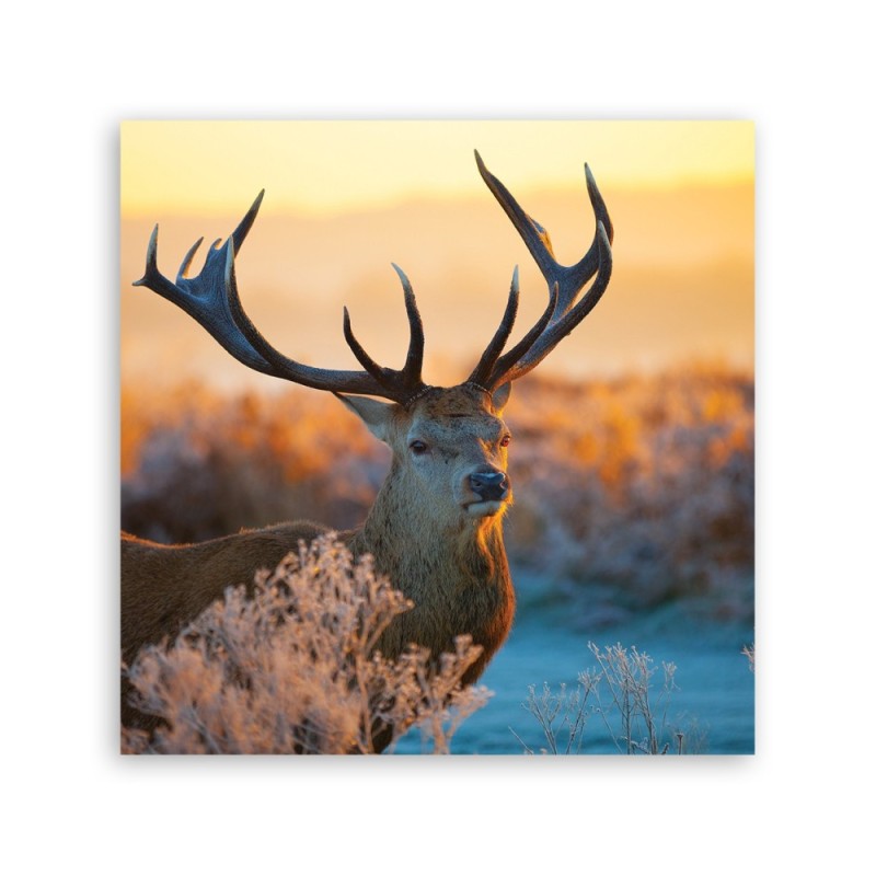 Bild auf Leinwand - Jeleń Sonnenaufgang | Feeby
