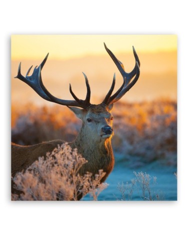 Bild auf Leinwand - Jeleń Sonnenaufgang | Feeby