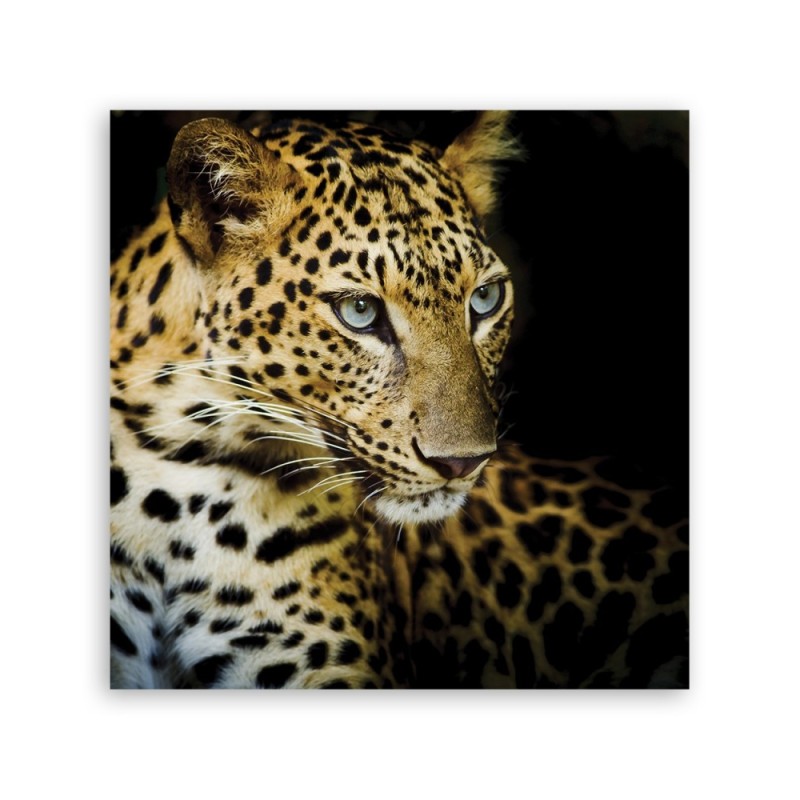 Bild auf Leinwand - Majestätischer Leopard | Feeby