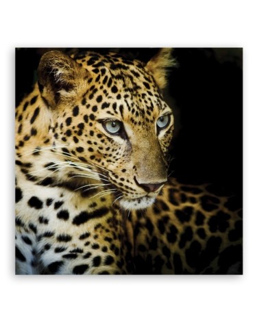 Bild auf Leinwand - Majestätischer Leopard | Feeby