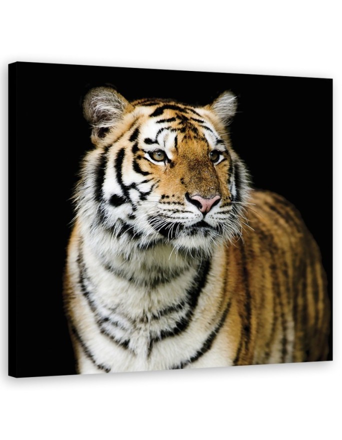 Leinwandbild - Tiger Wildtiere Natur | Feeby