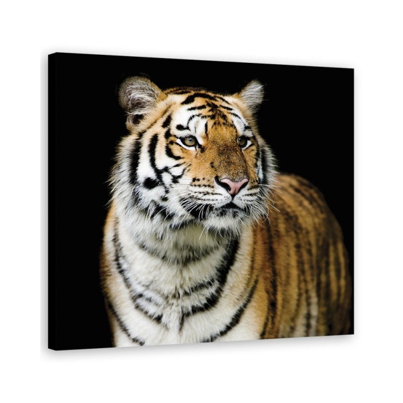 Leinwandbild - Tiger Wildtiere Natur | Feeby