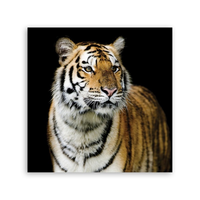 Leinwandbild - Tiger Wildtiere Natur | Feeby