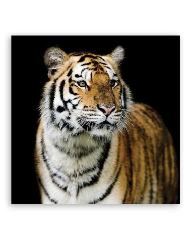 Leinwandbild - Tiger Wildtiere Natur | Feeby