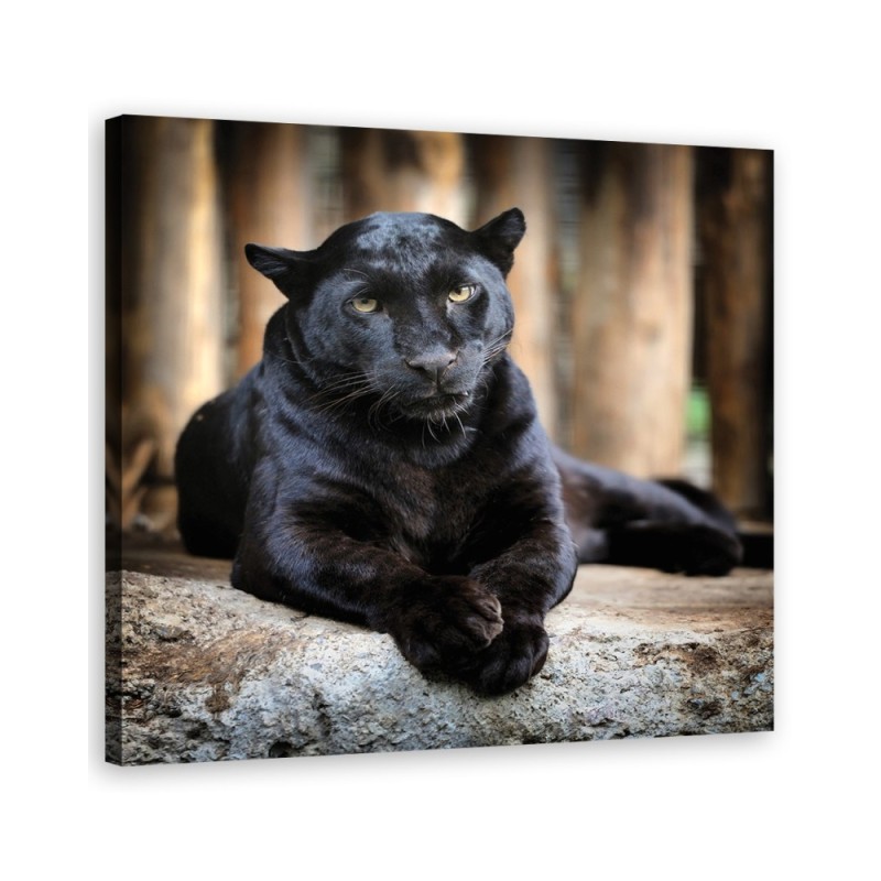 Wandbild für Wohnzimmer - Schwarzer Panther | Feeby