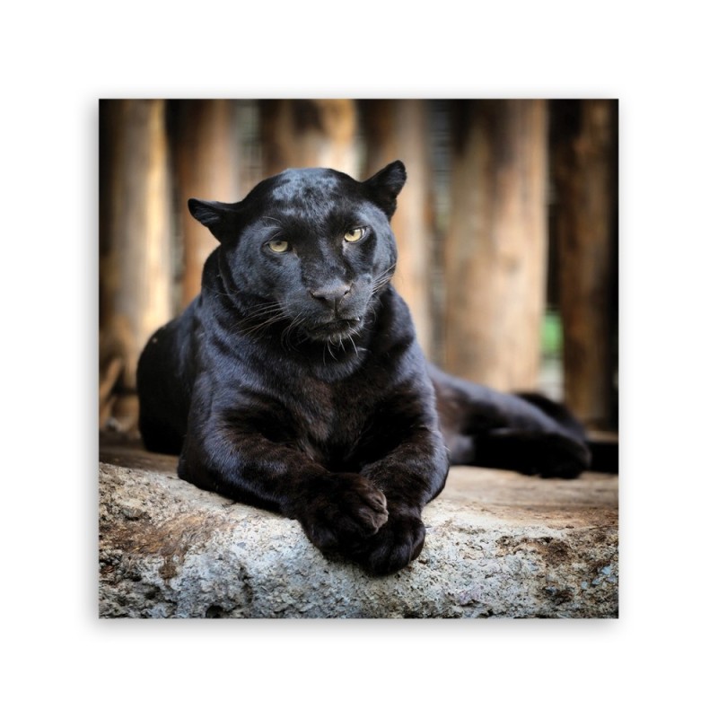 Wandbild für Wohnzimmer - Schwarzer Panther | Feeby