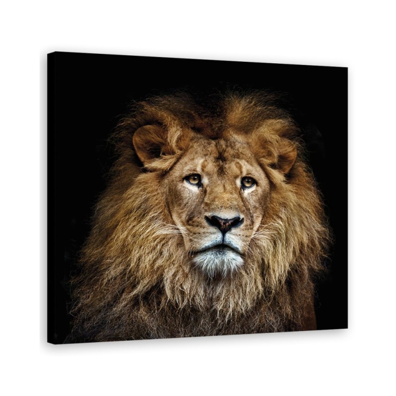 Modernes Wandbild - Majestätischer Löwe | Feeby