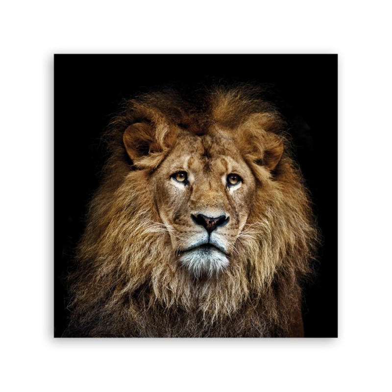 Modernes Wandbild - Majestätischer Löwe | Feeby
