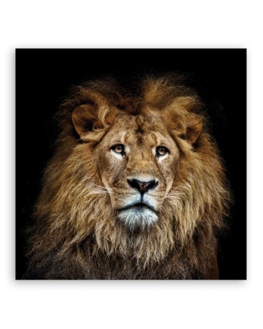 Modernes Wandbild - Majestätischer Löwe | Feeby