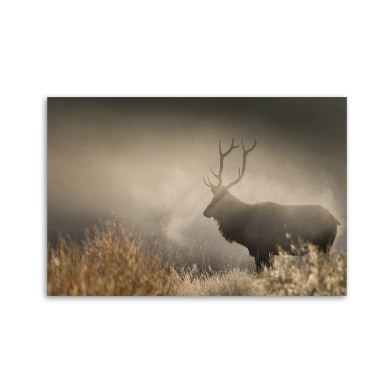 Dekoratives Leinwandbild - Hirsch in der Nebel Natur | Feeby