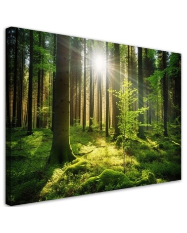 Wandbild für Wohnzimmer - Waldbäume Natur | Feeby