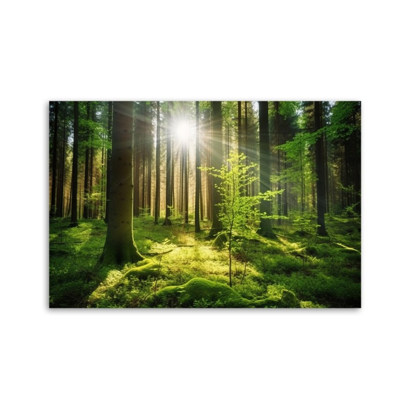 Wandbild für Wohnzimmer - Waldbäume Natur | Feeby