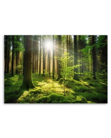 Wandbild für Wohnzimmer - Waldbäume Natur | Feeby