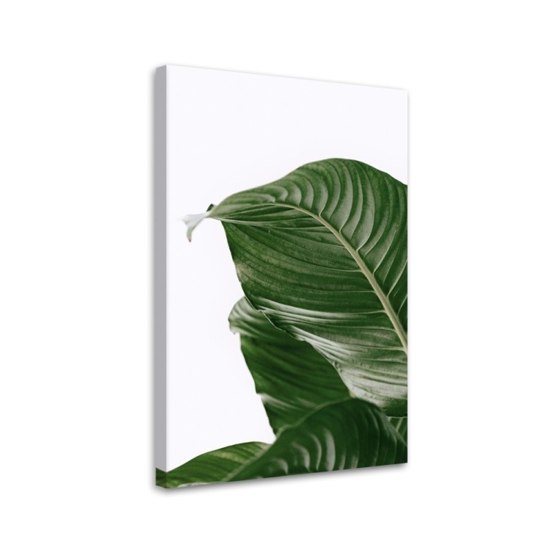 Wandbild für Wohnzimmer - Grünes Blatt natur botanisch | Feeby