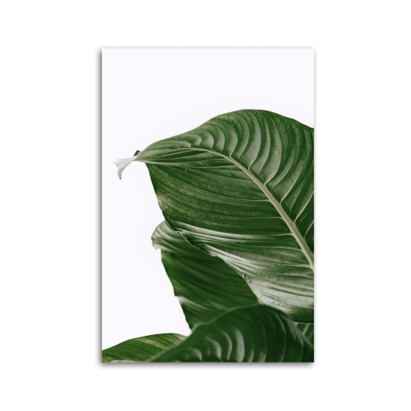 Wandbild für Wohnzimmer - Grünes Blatt natur botanisch | Feeby