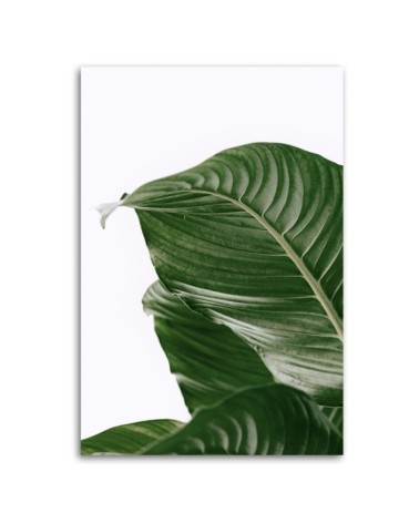 Wandbild für Wohnzimmer - Grünes Blatt natur botanisch | Feeby