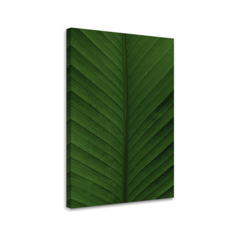 Bild auf Leinwand - Bananenblatt Makro | Feeby