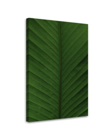 Bild auf Leinwand - Bananenblatt Makro | Feeby