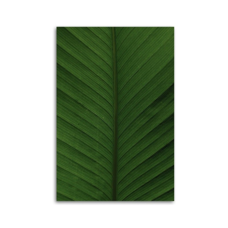 Bild auf Leinwand - Bananenblatt Makro | Feeby