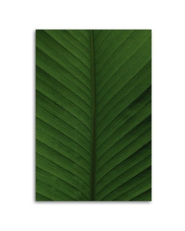 Bild auf Leinwand - Bananenblatt Makro | Feeby