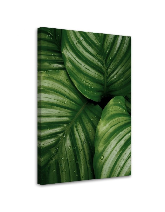 Leinwandbild - Tautropfen auf den Blättern | Feeby