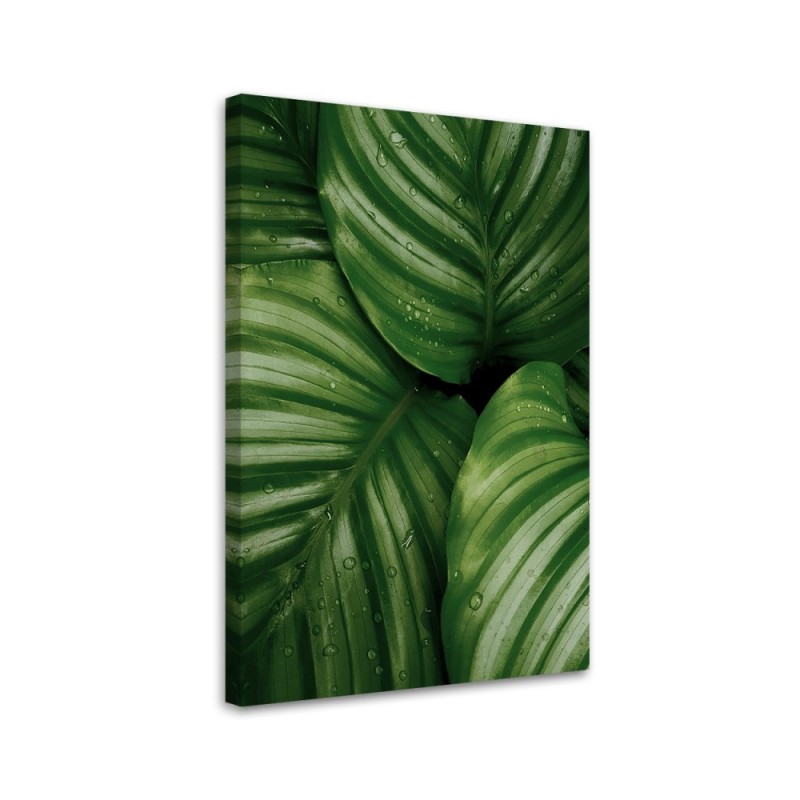 Leinwandbild - Tautropfen auf den Blättern | Feeby